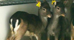 Łanie zamieszkały w nowym miejscu. Leśnicy przygotowują ich do nowego życia