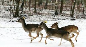 Łanie zamieszkały w nowym miejscu. Leśnicy przygotowują ich do nowego życia