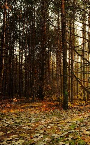 Lasy Państwowe dają wsparcie parkom narodowym