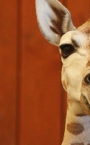 Miejski Ogród Zoologiczny podsumowuje dobry rok
