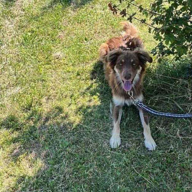 Przywiązał psa na MOP i zostawił. Policjanci poszukują właściciela psa