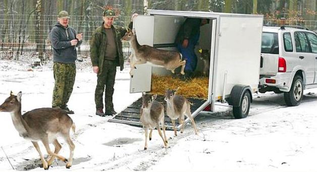 Łanie zamieszkały w nowym miejscu. Leśnicy przygotowują ich do nowego życia