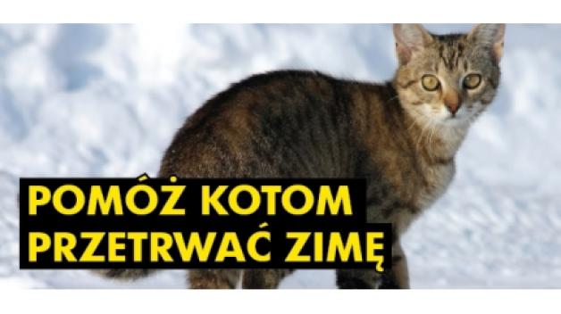 Łódź: Pomóżmy kotom