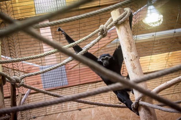 Prezent na ósme urodziny Jantana