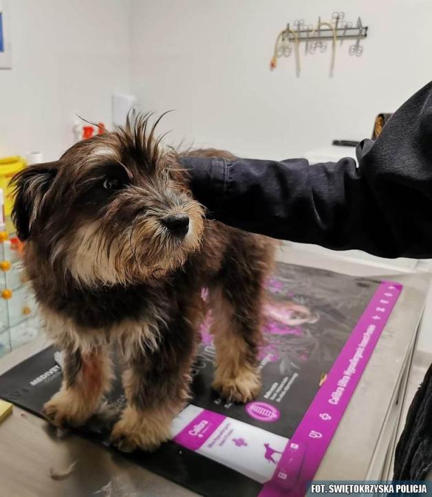 [VIDEO] Wyrzucił psa z auta. Policjant nagrał video. Został pociągnięty do odpowiedzialności